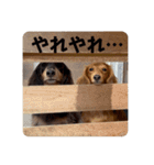 黒豆と麦（個別スタンプ：39）