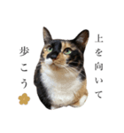 猫三姉妹ちゃんのスタンプ（個別スタンプ：1）