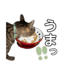猫三姉妹ちゃんのスタンプ（個別スタンプ：5）