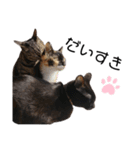 猫三姉妹ちゃんのスタンプ（個別スタンプ：6）
