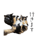 猫三姉妹ちゃんのスタンプ（個別スタンプ：7）