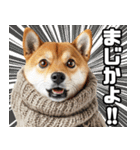 寒がりなシバ犬。（個別スタンプ：5）