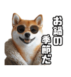 寒がりなシバ犬。（個別スタンプ：25）