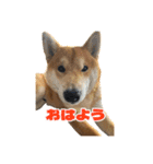 柴犬コマとTOSHIファミリー コマスタンプ1（個別スタンプ：1）