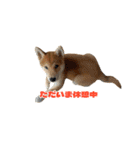 柴犬コマとTOSHIファミリー コマスタンプ1（個別スタンプ：2）