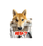 柴犬コマとTOSHIファミリー コマスタンプ1（個別スタンプ：7）