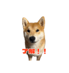 柴犬コマとTOSHIファミリー コマスタンプ1（個別スタンプ：8）