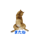 柴犬コマとTOSHIファミリー コマスタンプ1（個別スタンプ：9）