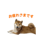 柴犬コマとTOSHIファミリー コマスタンプ1（個別スタンプ：10）