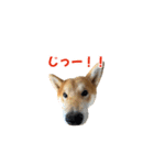 柴犬コマとTOSHIファミリー コマスタンプ1（個別スタンプ：13）