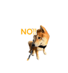 柴犬コマとTOSHIファミリー コマスタンプ1（個別スタンプ：18）