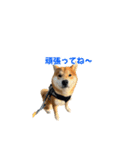 柴犬コマとTOSHIファミリー コマスタンプ1（個別スタンプ：19）
