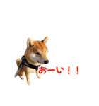 柴犬コマとTOSHIファミリー コマスタンプ1（個別スタンプ：21）