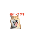 柴犬コマとTOSHIファミリー コマスタンプ1（個別スタンプ：24）