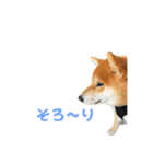 柴犬コマとTOSHIファミリー コマスタンプ1（個別スタンプ：25）