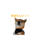 柴犬コマとTOSHIファミリー コマスタンプ1（個別スタンプ：28）