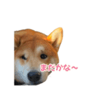 柴犬コマとTOSHIファミリー コマスタンプ1（個別スタンプ：29）