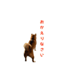 柴犬コマとTOSHIファミリー コマスタンプ1（個別スタンプ：32）