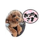 トイプードルトムの日常スタンプ（個別スタンプ：1）