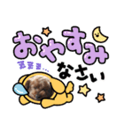 トイプードルトムの日常スタンプ（個別スタンプ：7）