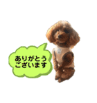 トイプードルトムの日常スタンプ（個別スタンプ：8）