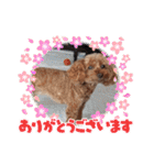 トイプードルトムの日常スタンプ（個別スタンプ：11）