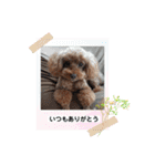 トイプードルトムの日常スタンプ（個別スタンプ：12）
