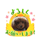 トイプードルトムの日常スタンプ（個別スタンプ：16）
