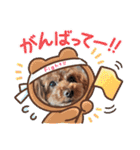 トイプードルトムの日常スタンプ（個別スタンプ：18）