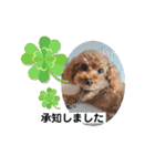 トイプードルトムの日常スタンプ（個別スタンプ：20）