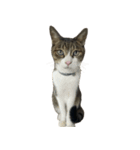 お猫ども（個別スタンプ：1）
