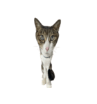 お猫ども（個別スタンプ：2）