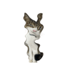 お猫ども（個別スタンプ：3）