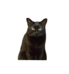 お猫ども（個別スタンプ：4）