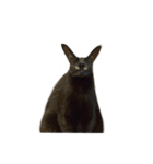 お猫ども（個別スタンプ：6）