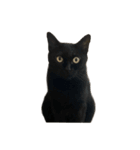 お猫ども（個別スタンプ：7）