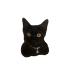 お猫ども（個別スタンプ：10）