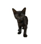 お猫ども（個別スタンプ：11）