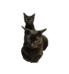 お猫ども（個別スタンプ：12）