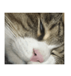 お猫ども（個別スタンプ：20）