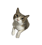 お猫ども（個別スタンプ：21）