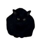 お猫ども（個別スタンプ：23）