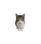お猫ども（個別スタンプ：24）