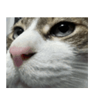 お猫ども（個別スタンプ：31）