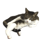 お猫ども（個別スタンプ：32）