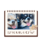 2匹Chihuahua（個別スタンプ：1）