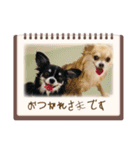 2匹Chihuahua（個別スタンプ：2）