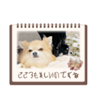 2匹Chihuahua（個別スタンプ：3）