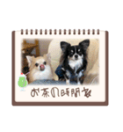 2匹Chihuahua（個別スタンプ：4）