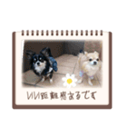 2匹Chihuahua（個別スタンプ：5）